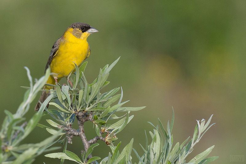 Черноголовая овсянка фото превью