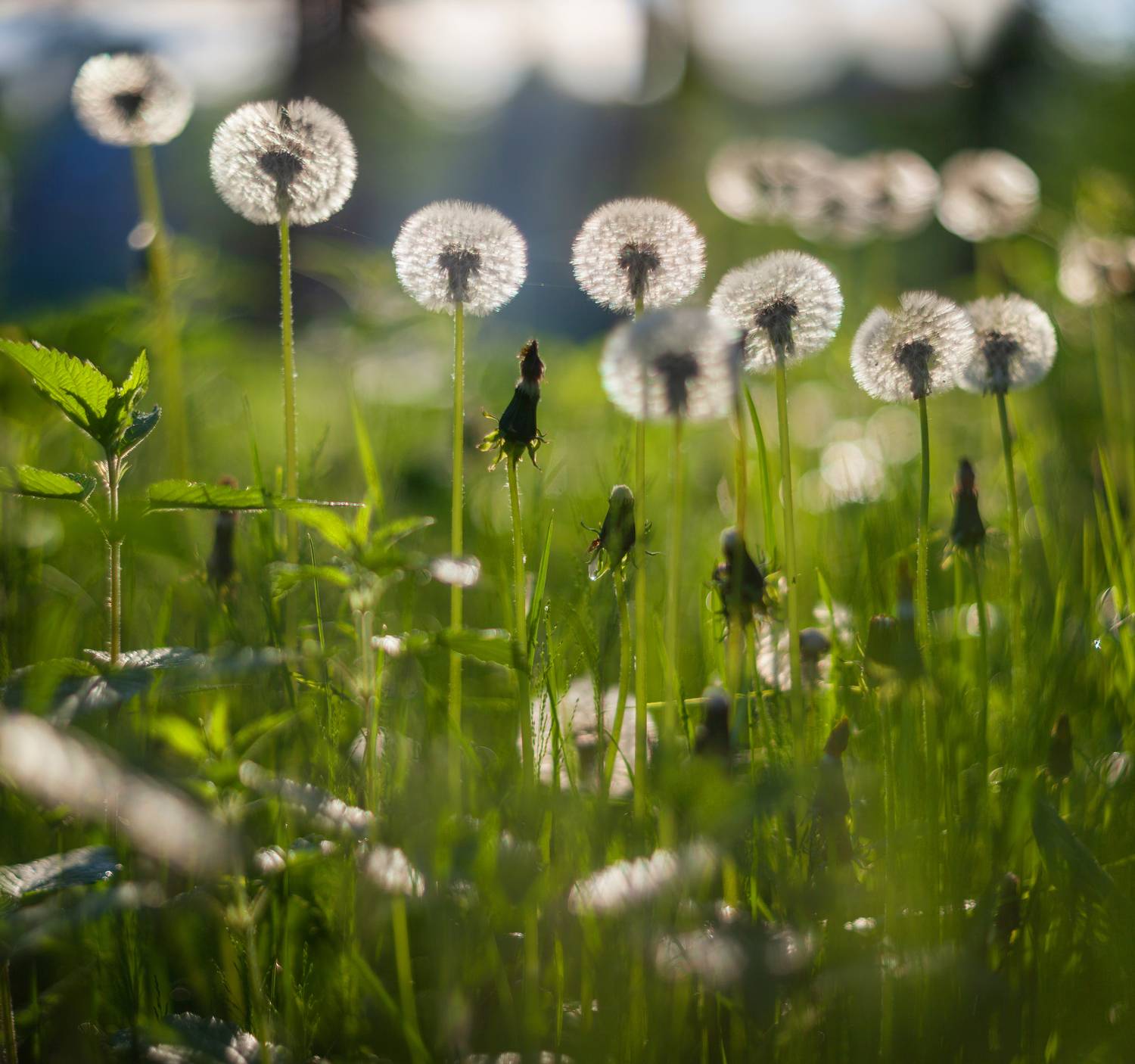 одуванчики , лето, цветы, Свистков Александр