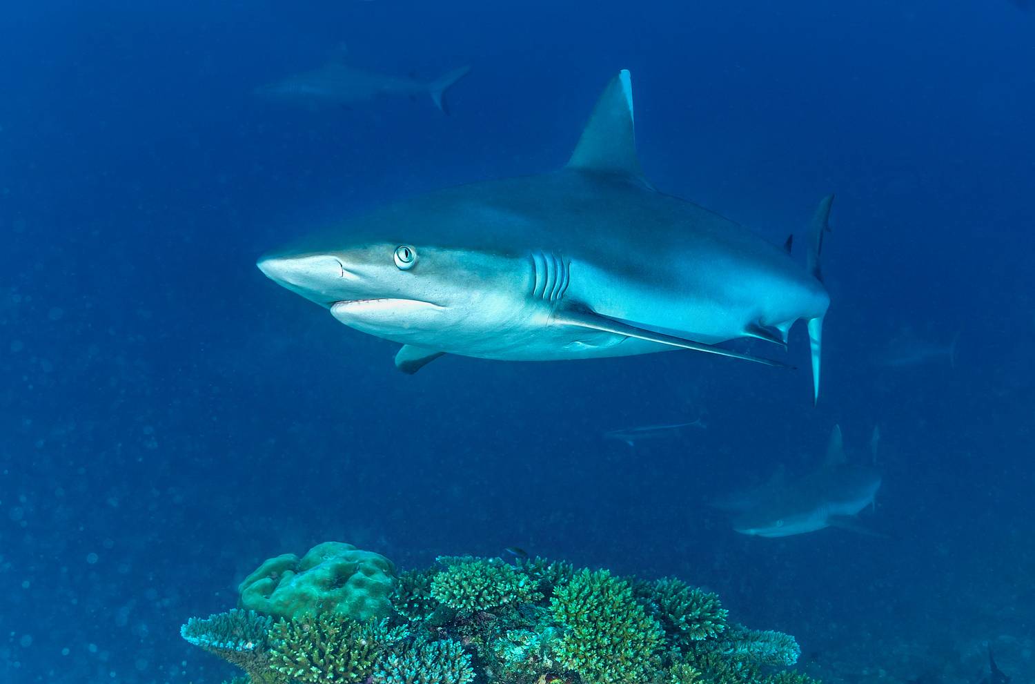 , Валерий Одинцов