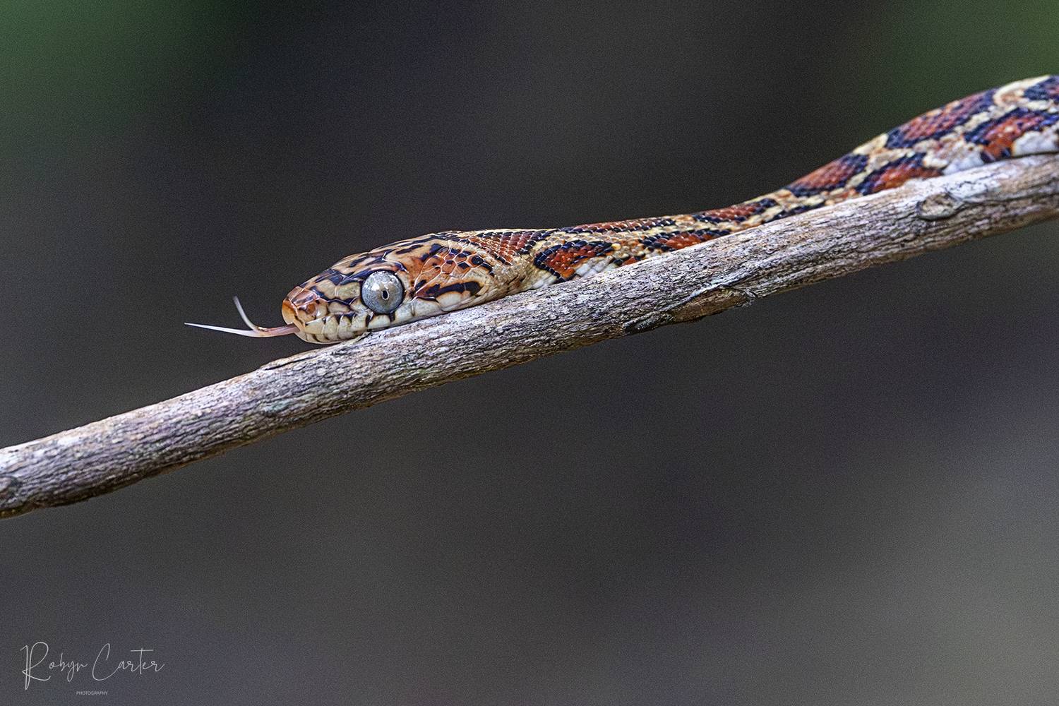 nature, snake, honduras,, Robyn Carter