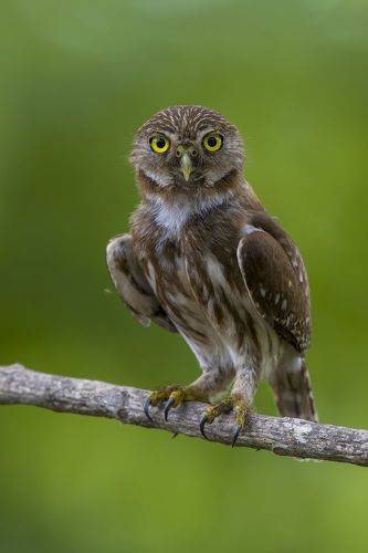 Ferruginous Pygmy-Owl