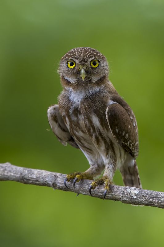 Ferruginous Pygmy-Owl