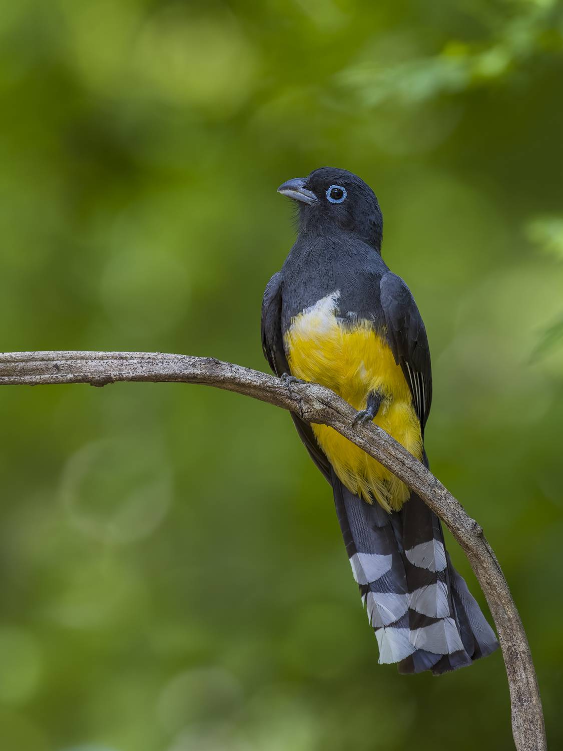 , Burgalin Sequeira Fernando