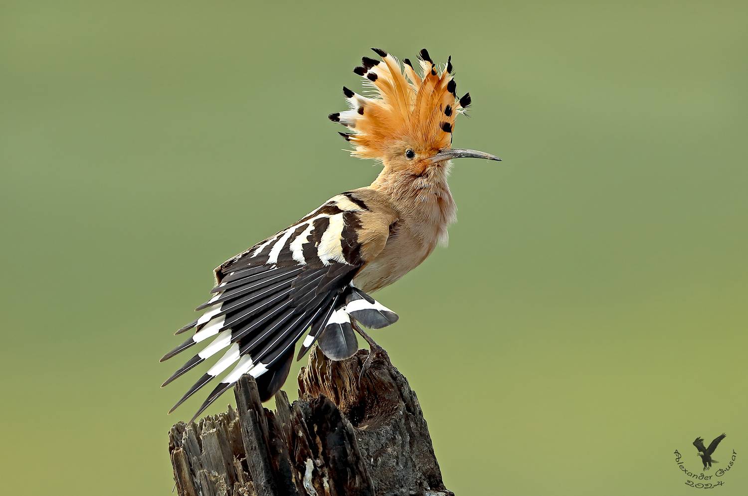, Гусар Александр