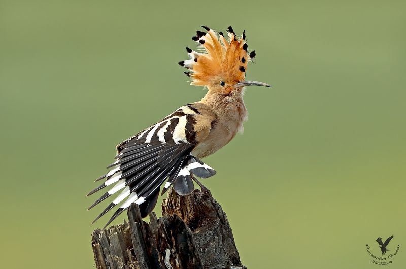 Боевой прикид. фото превью