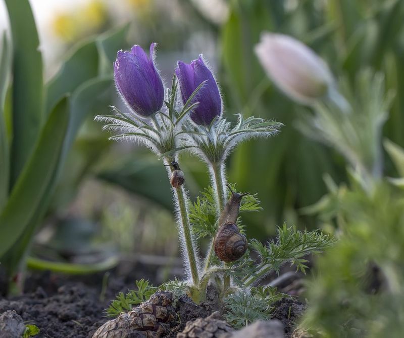 сон-трава, улитка, улитки Догонялки:) фото превью