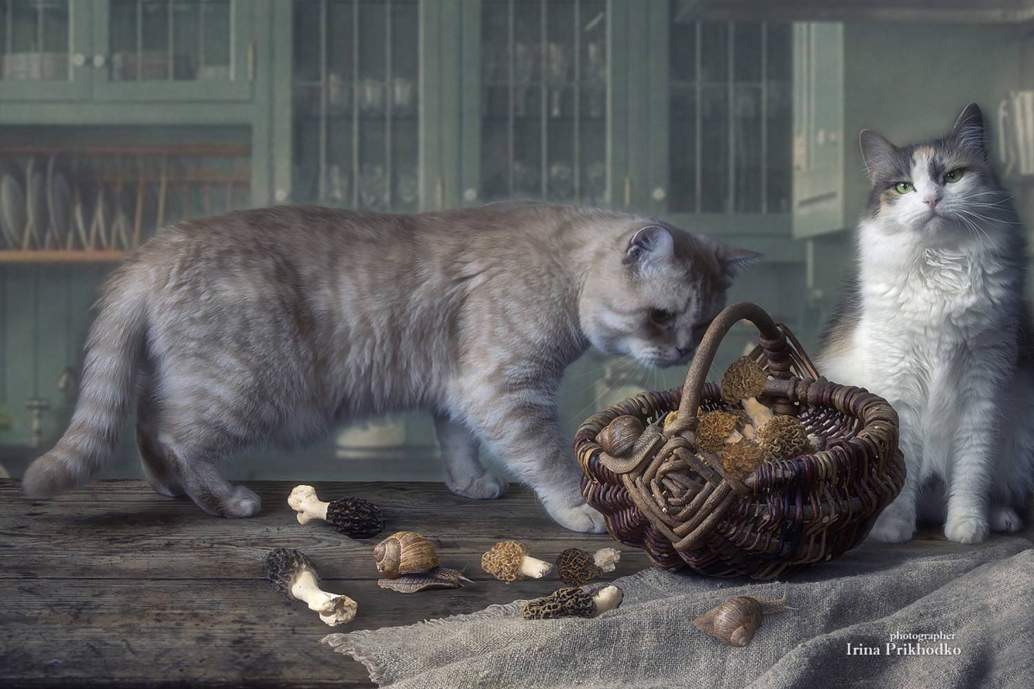 натюрморт, котонатюрморт, постановочное фото, кошки, питомцы, Приходько Ирина