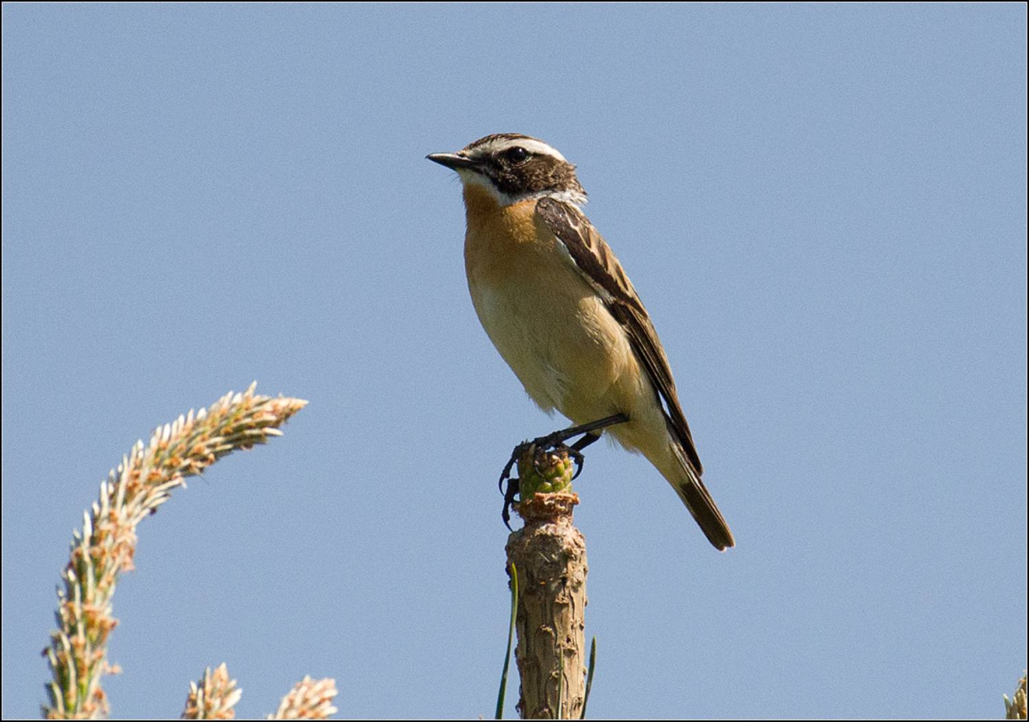 москва, май, парк, птица, АНАТОЛИЙ ДОВЫДЕНКО