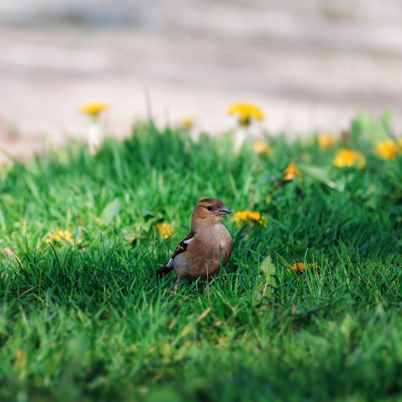 самка Зяблика фото превью