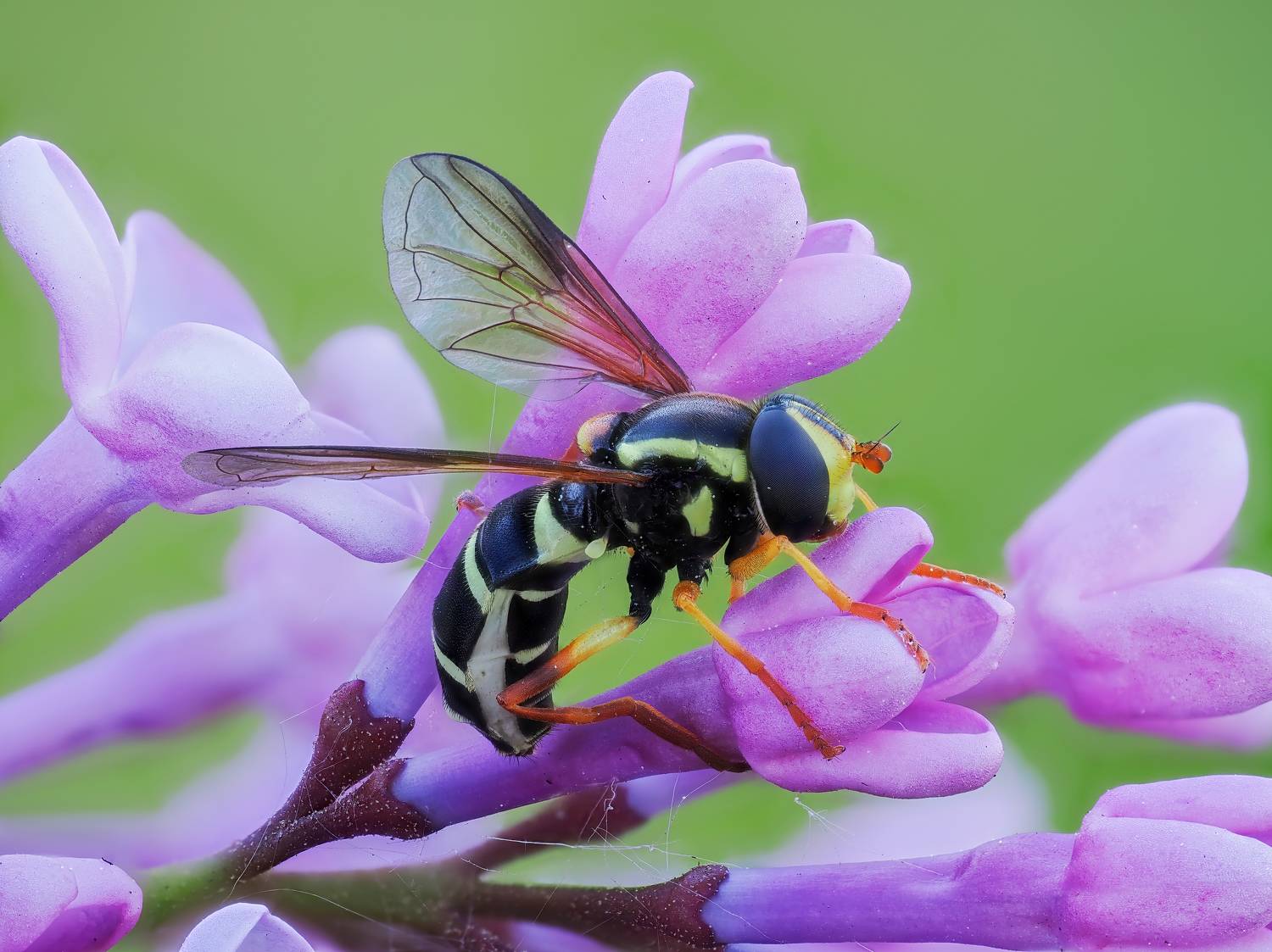 , Глеб Коровко