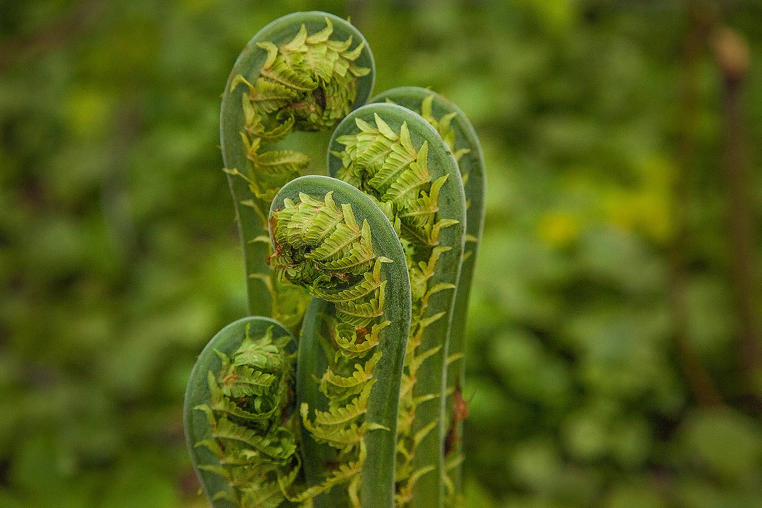 , Напалкин Станислав