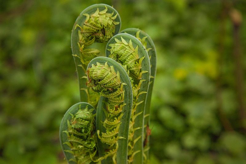 Рахисы чёрной травы фото превью
