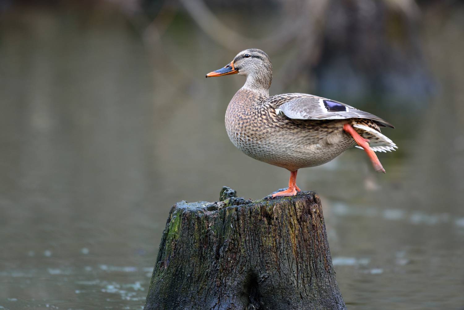 , Рагинская Ольга