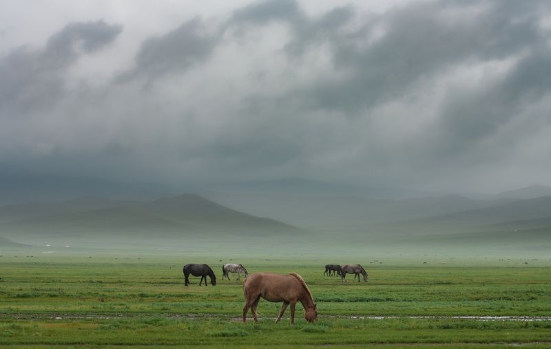Степной дождь фото превью