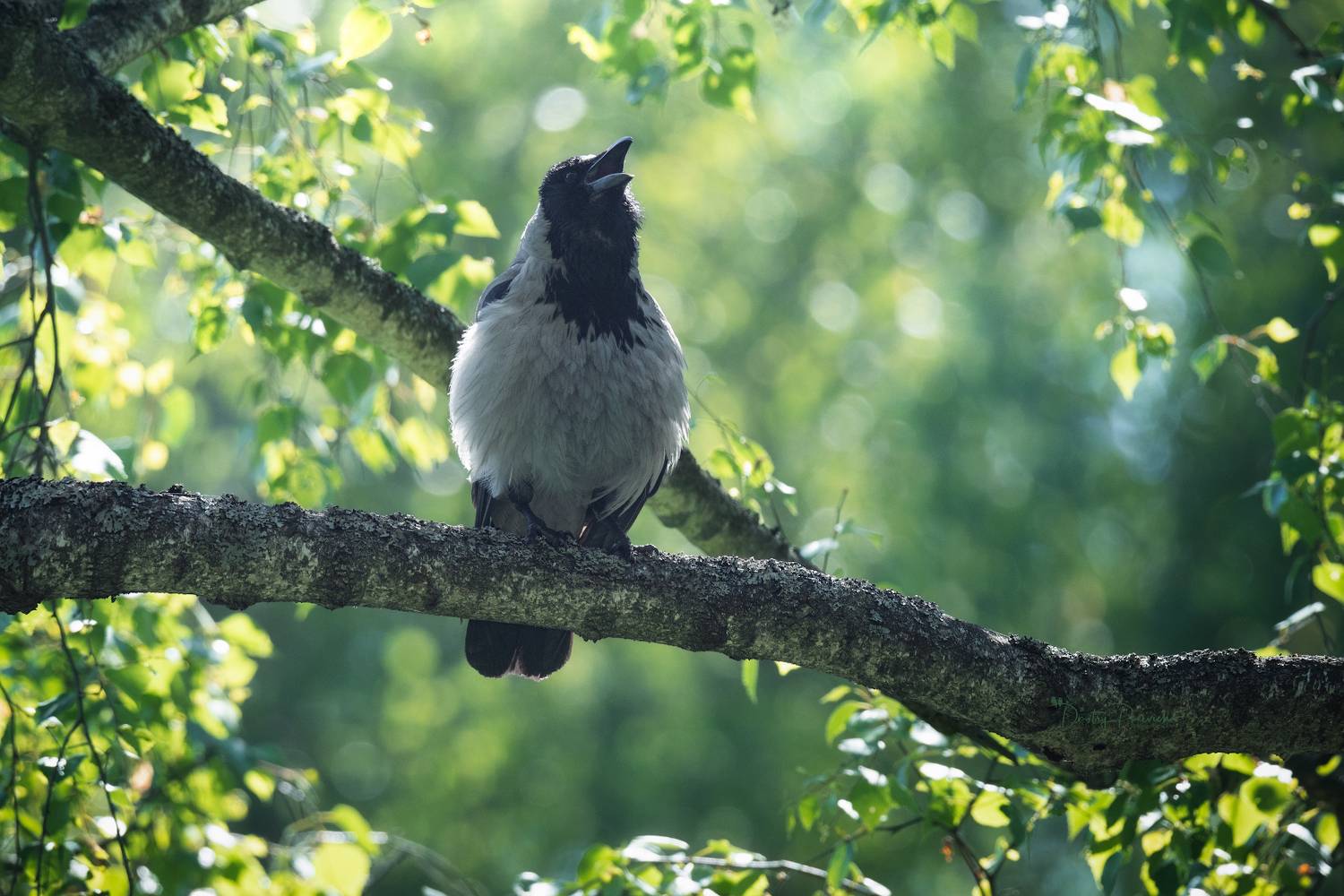 природа, лес, поля, огороды, животные, птицы, макро, Посевич Дмитрий