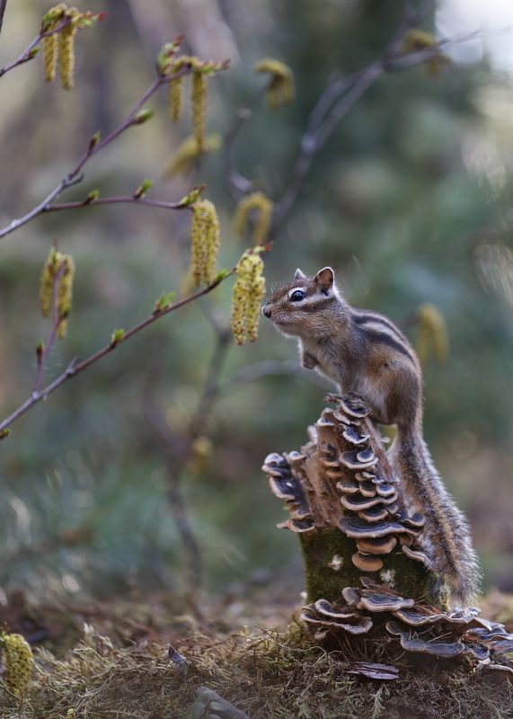 нерюнгри, бурундук, якутия, дикие_животные, женялевина, евгениялевина, животныеякутии, бурундукиибелкилевиной, весна, ольха Весенние радости бурундука фото превью