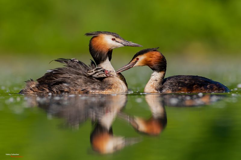 Чомга фото превью