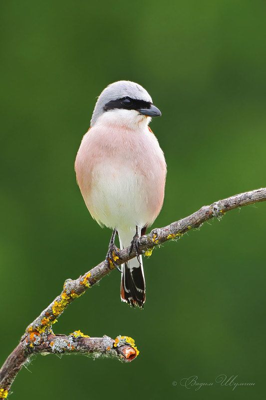 Обыкновенный жулан фото превью