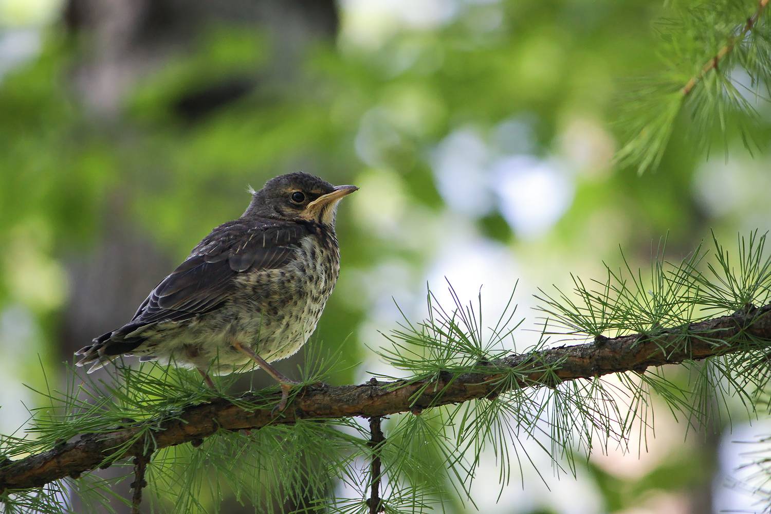 дрозд-рябинник, turdus pilaris,слёток, КарОл