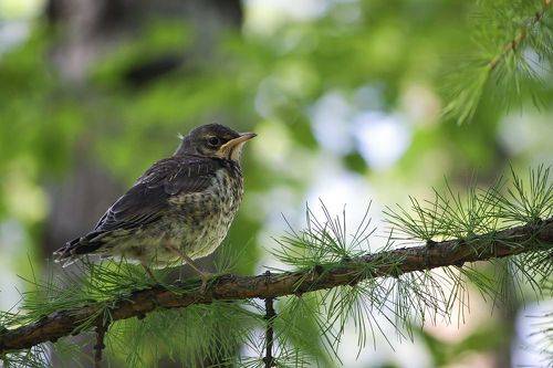 Рябинный дроздёнок