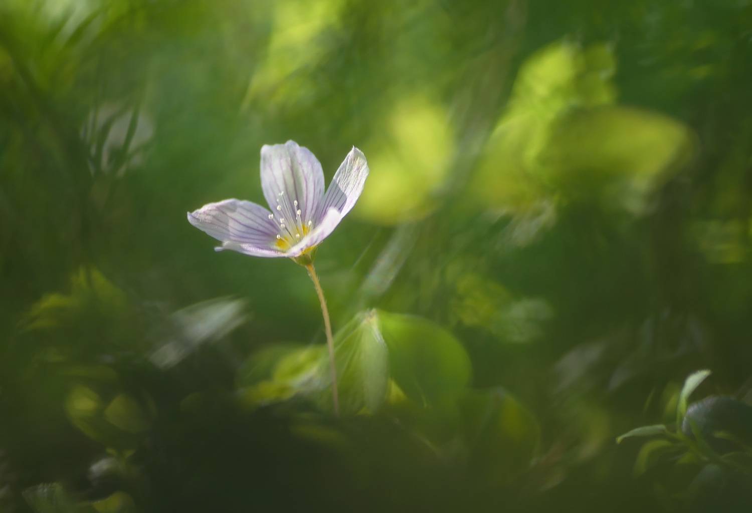 , Панова Зоя