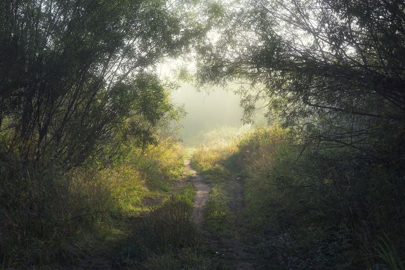 Туманное утро после дождя фото превью