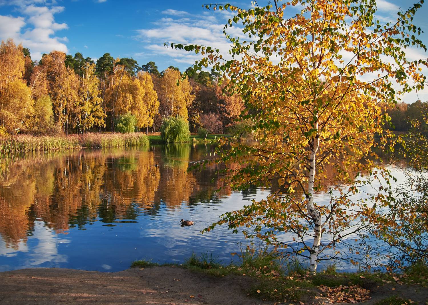 золотая осень, покровское-стрешнево, Медведев Александр
