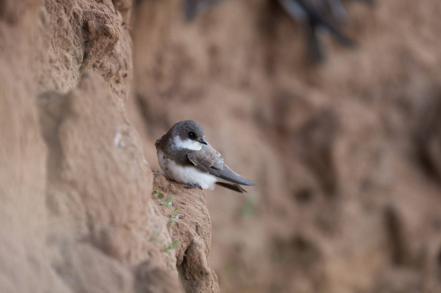 стриж, природа, птицы, животные, волга, Алексеев Артём