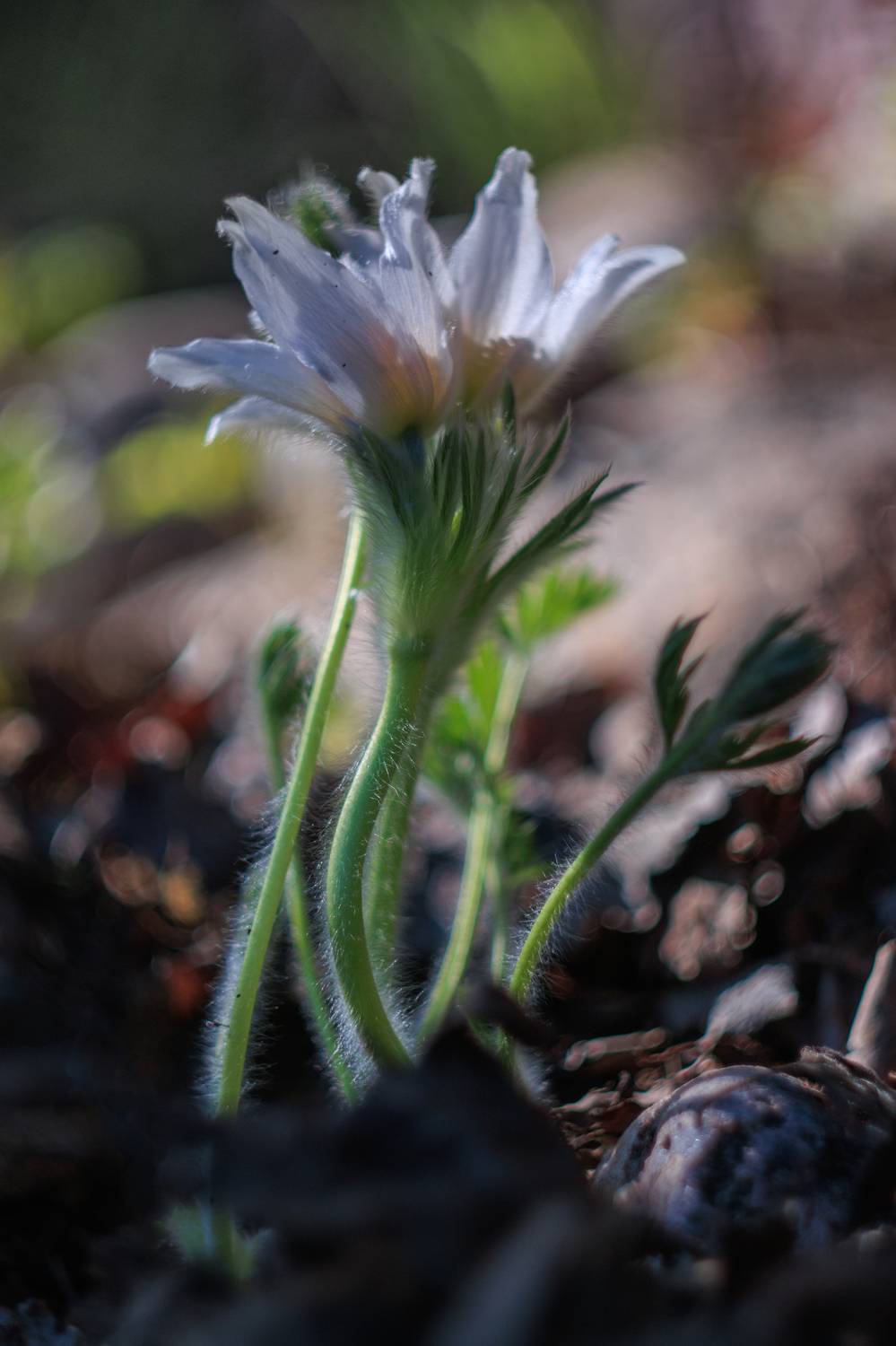 , Светлана Холодняк