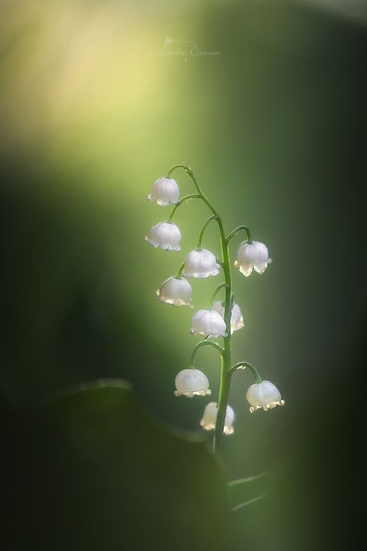 Одинокий... фото превью