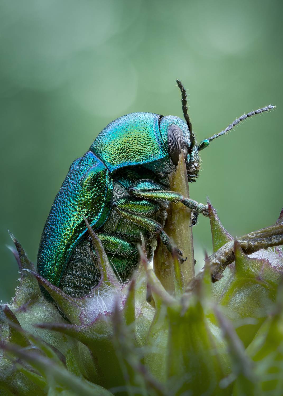 , Кузнецов Дмитрий