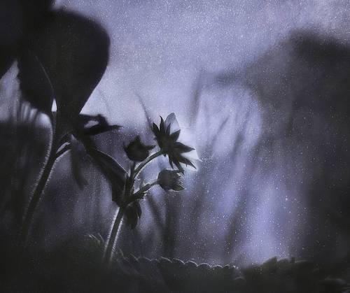 Под тихий шёпот майской ночи