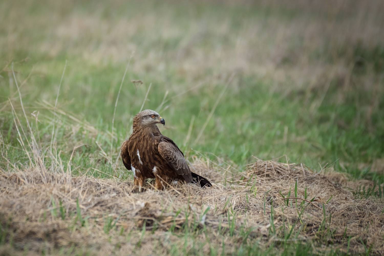 , Рагинская Ольга