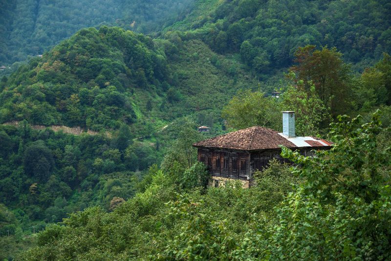 В окружении зелени фото превью