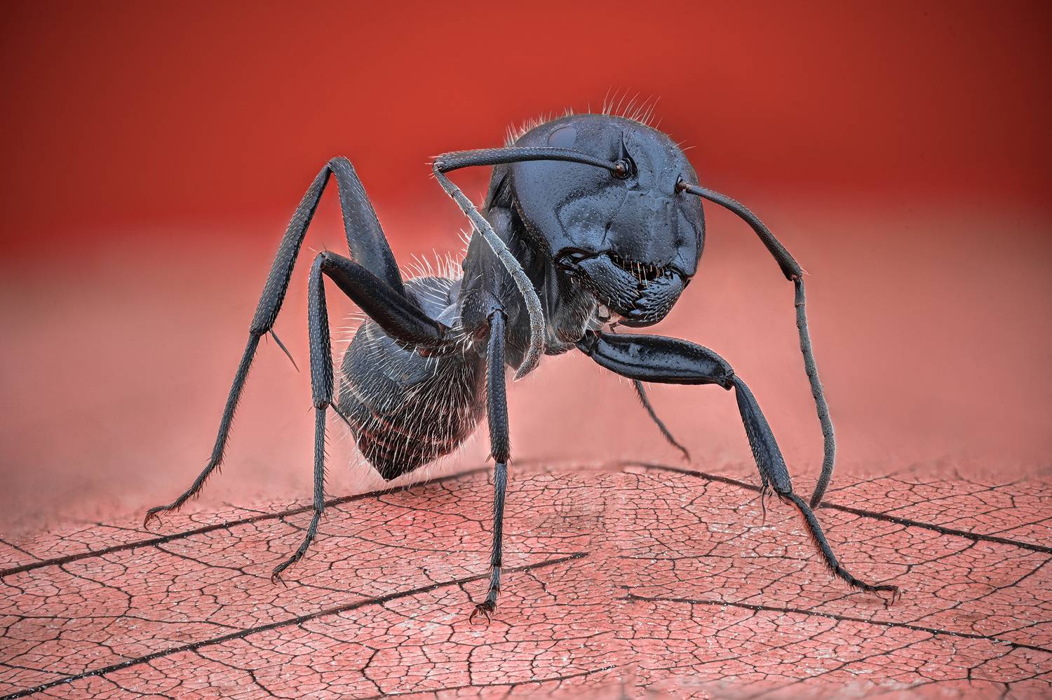 ceclii, macro, Цветан Ганев