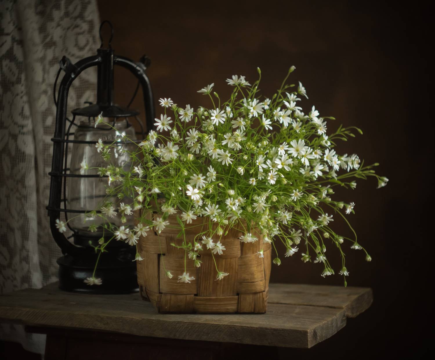 , Хвойнова Елена