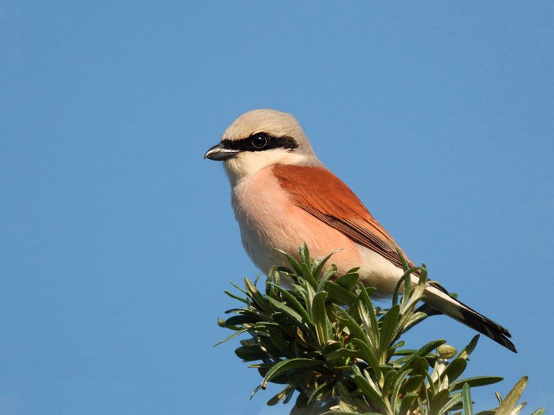 Сорокопут жулан фото превью
