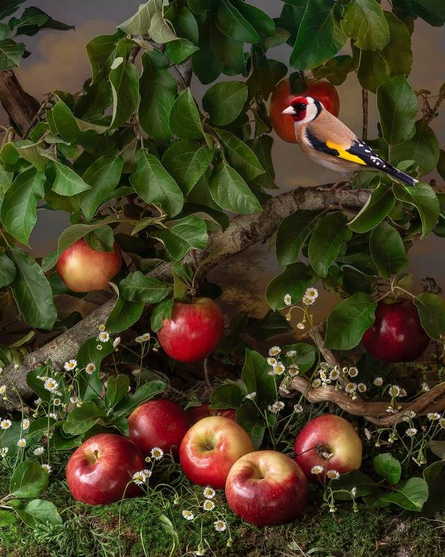 Apple Tree and Goldfinch фото превью