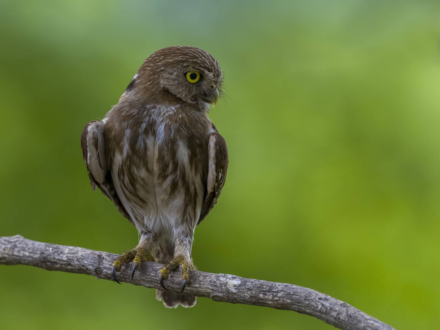 , Burgalin Sequeira Fernando