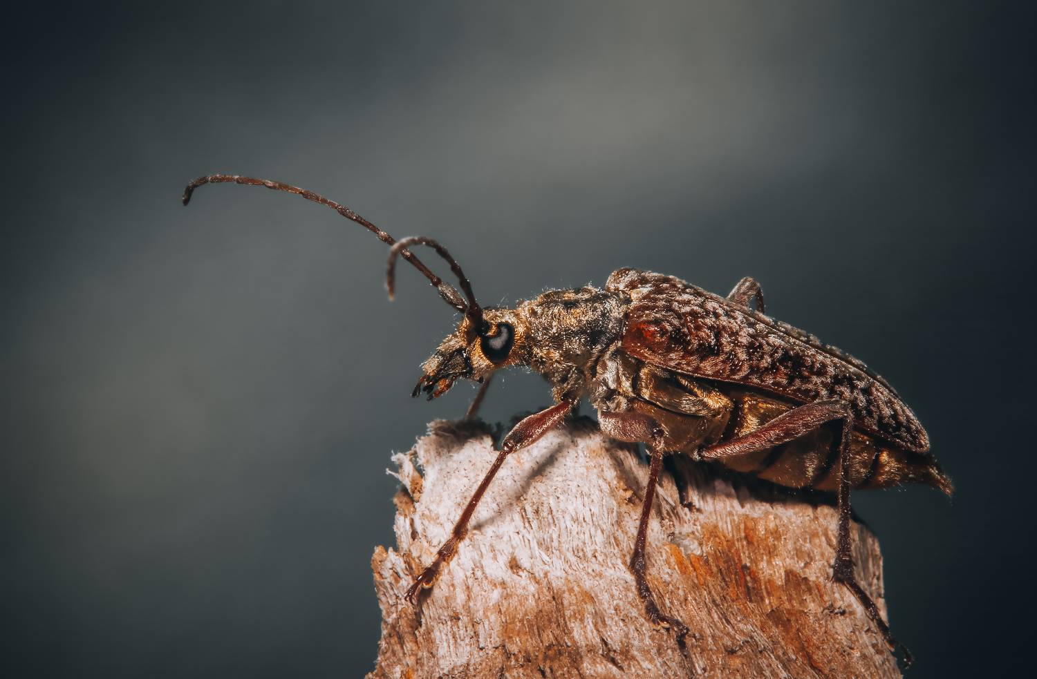 coleoptera, insect, beetle, macro, macrophoto, macrophotography, enthomology, nature,  Stephane