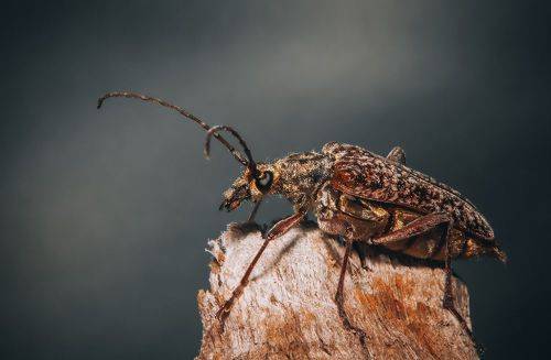 Anthophylax attenuatus