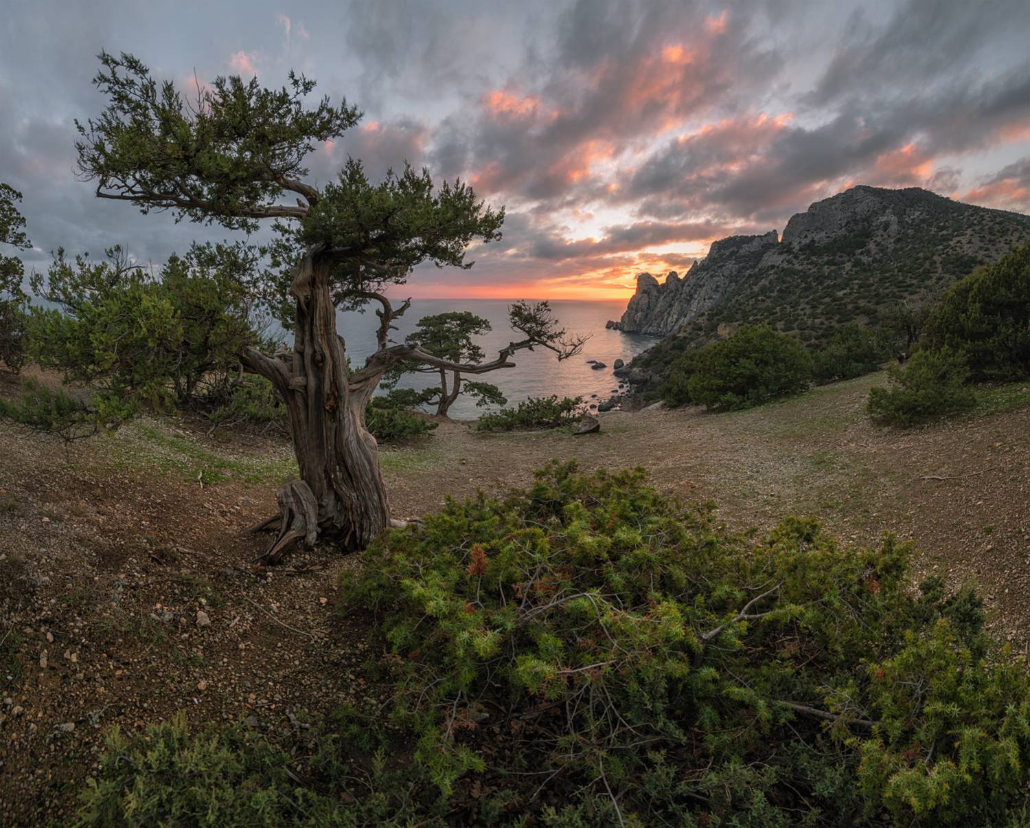 крым, новый свет, можжевельник, караул оба, вечер, Мысливцев Николай