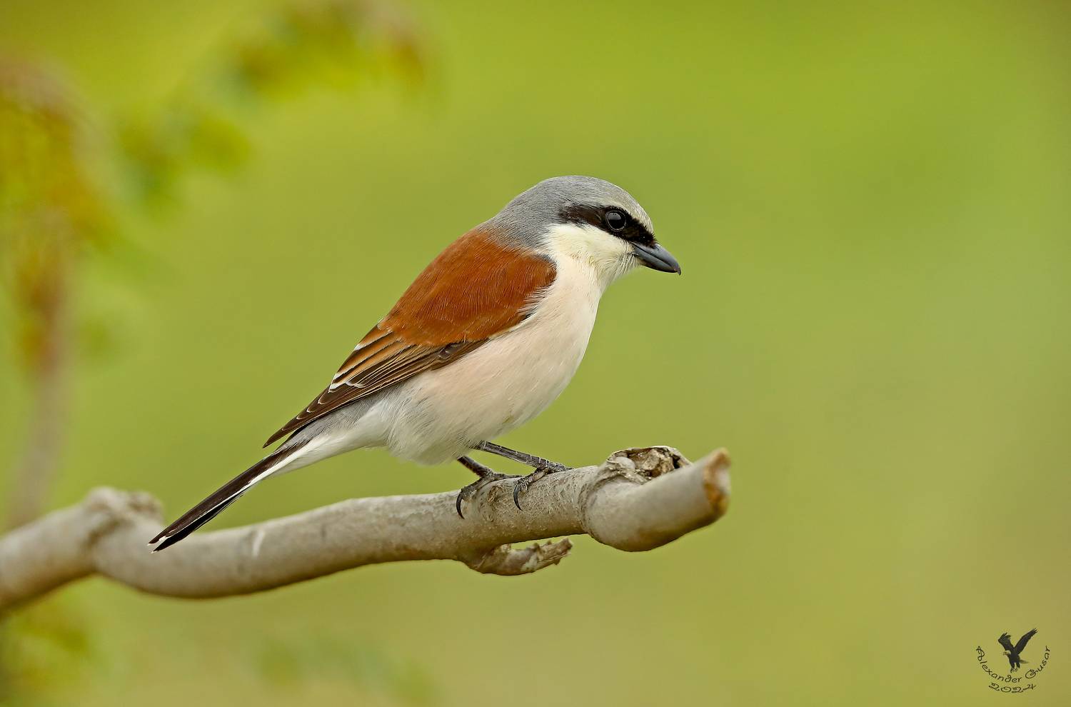 , Гусар Александр