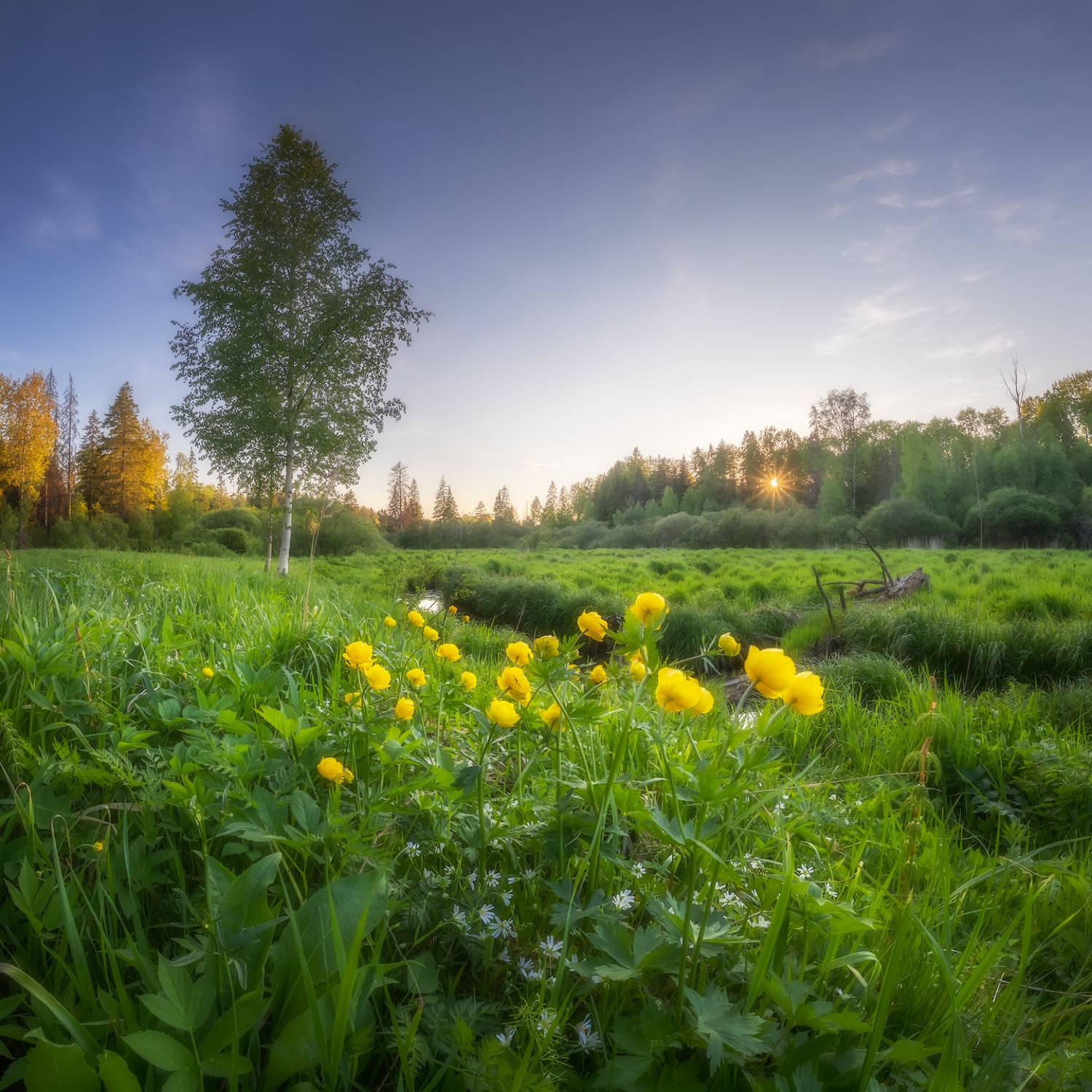весна, закат, лес, купальница, Марголин Алексей