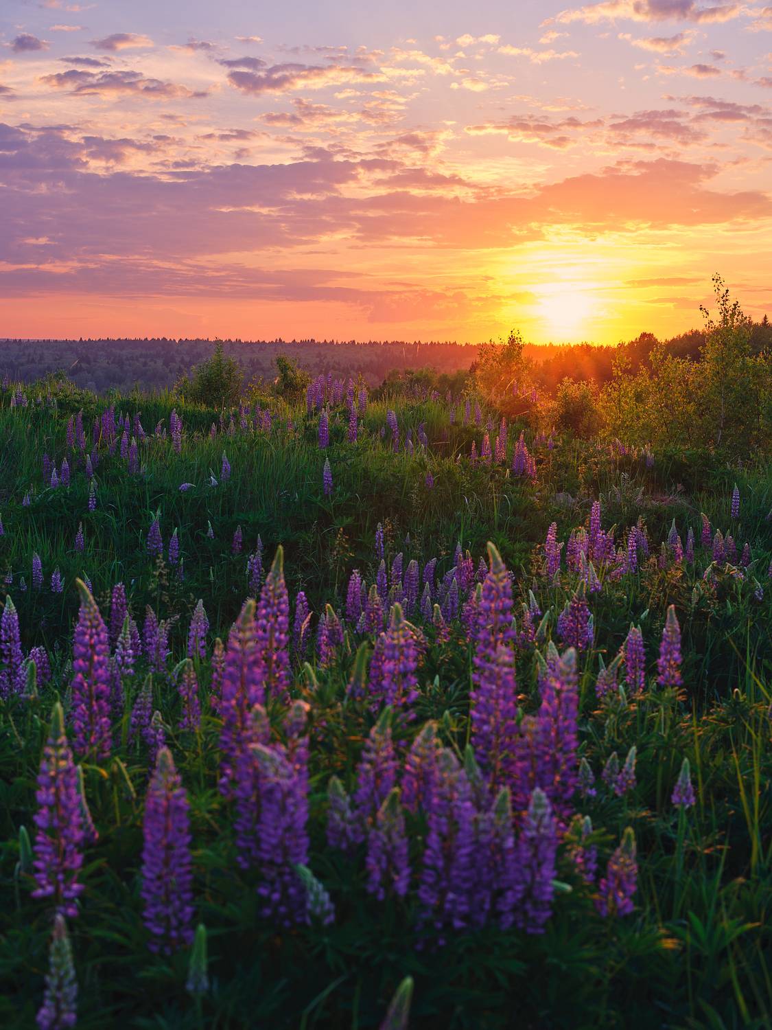 , Дыбов Дмитрий