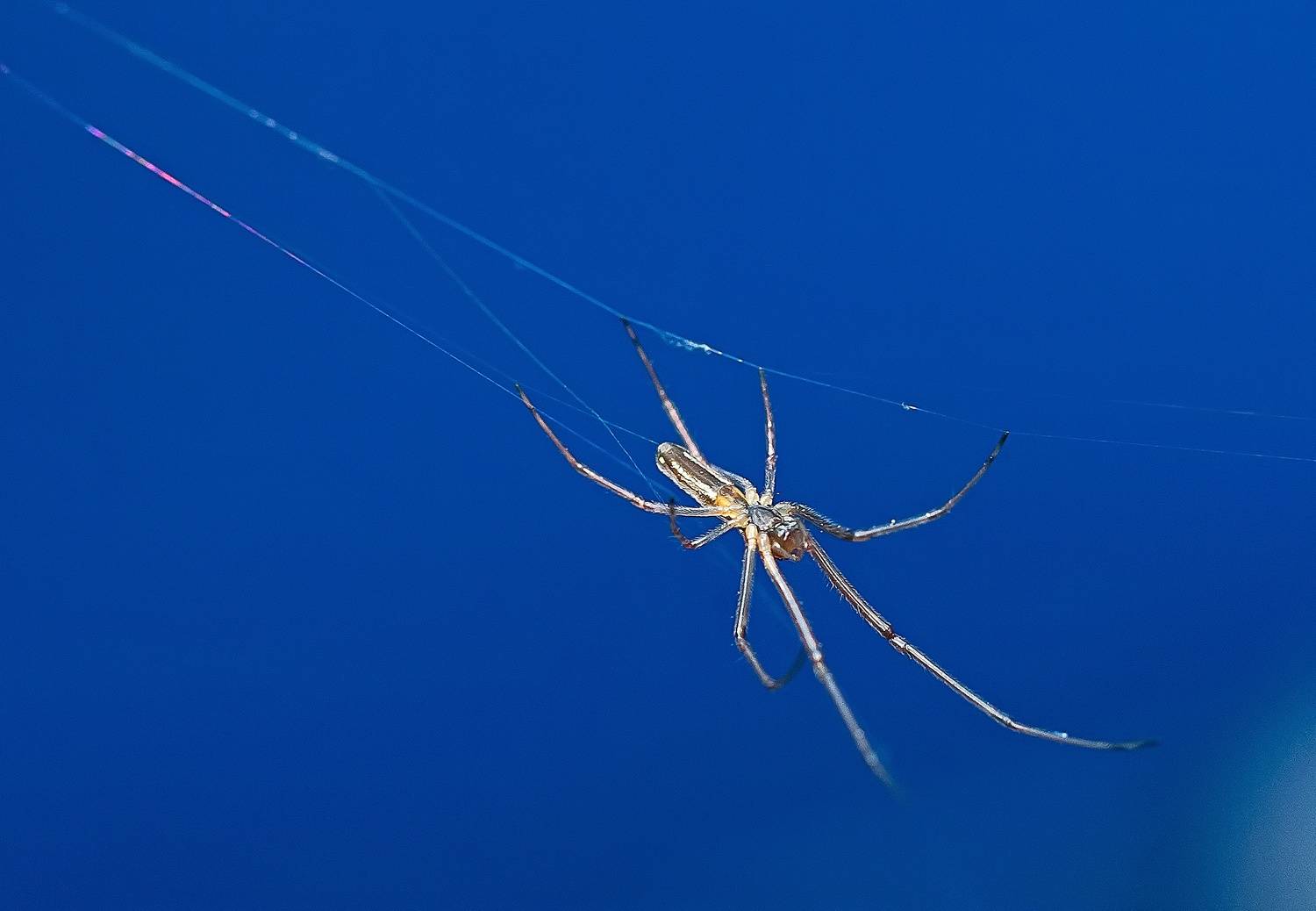 членистоногие, пауки, паук-вязальщик, макро, Широких Александр
