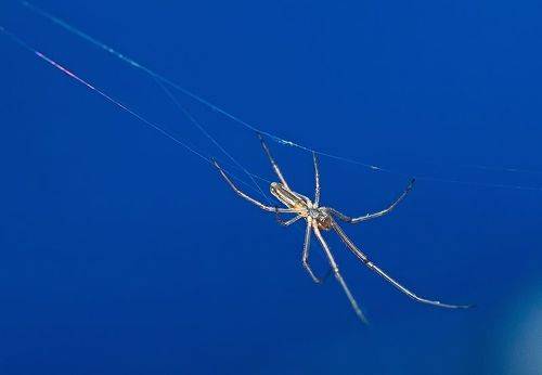 Паук вязальщик