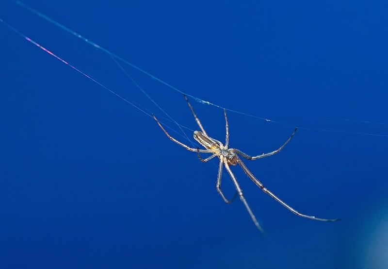 членистоногие, пауки, паук-вязальщик, макро Паук вязальщик фото превью