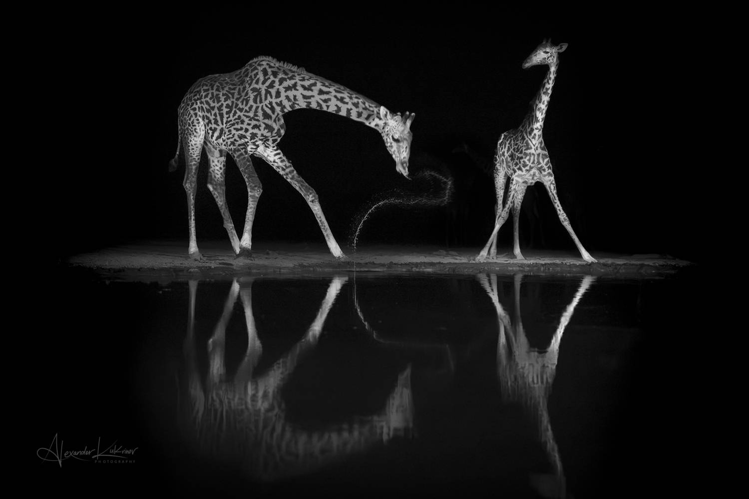 жираф,кения,ночь, Александр Кукринов