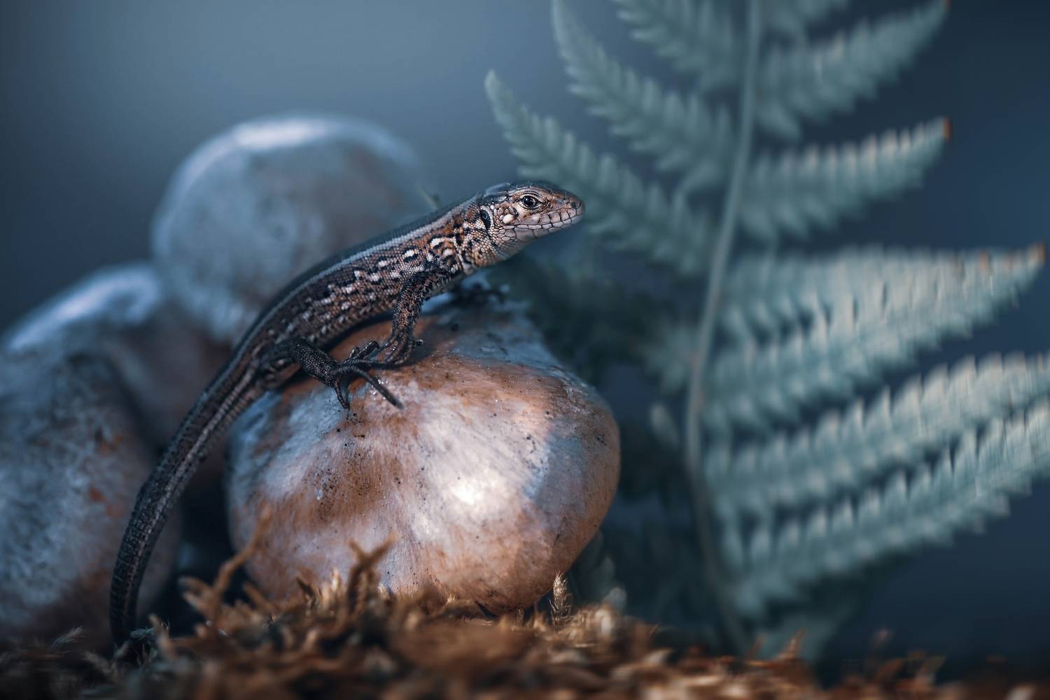 , Лапшина Владлена